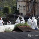 돼지인력 이미지