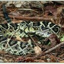 독불장군 이미지