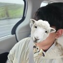 명도햇빛발전소 | [신혼여행] Day14 조슈아트리투어_풍력발전소_팜트리_소금호수_살베이션(23.03.11)