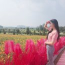 일죽농협 방은지소 | 경기도 안성 가볼만한 곳 안성팜랜드 코스모스 축제