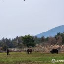법인이시돌