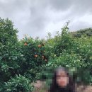 애월 B612 네이버블로그