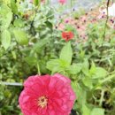 용연농장 이미지