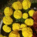 목포미항초등학교 이미지