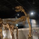 화석 양계장 | 20200509 국립과천과학관 자연사관의 화석과 박제동물들