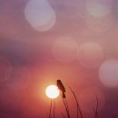 영광의 빛 이미지