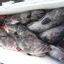 피싱랜드 이미지