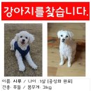 거제시 실종된 강아지를 찾습니다. 이미지