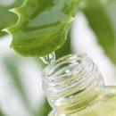 알로하이 이미지