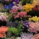 연희사러가 이미지