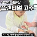 플랜티샵