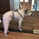 MY DOG(마이도그) 이미지