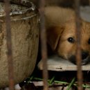 누렁이농장 이미지