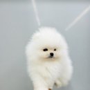 댕집사장 포메라니안 이미지