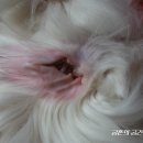 청안동물병원 이미지