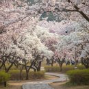 감 컴퓨터 CCTV | [김해 목련숲 실시간 CCTV] 3월 만개 현황 및 주차 꿀팁 완벽 가이드