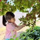 새나래유치원 이미지