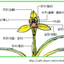 춘란(春蘭)을 비릇한 난에관한 이해/동양난-2 이미지