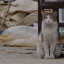 고양이집사 이미지