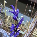 늦가을 싱싱하게ㅡ블랙앤블루세이지 이미지