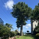 애월 고즈넉 | 제주 애월디저트카페 한옥카페 고효