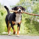 훈트하임 이미지