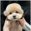 키스더도그/아르테미스 네이버블로그