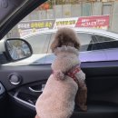 놀자꾸나 | 광주애견유치원 놀자꾸나 베리 등원 시키고 왔어요!