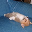 꼬야