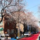 레드로드(어울마당로) 네이버블로그