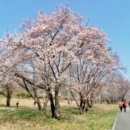 4.20(토) 대성리~청평간 벚꽃 흩날리는 북한강 수변길(마감합니다 장소를 부귀리벚꽃길로 수정합니다) 이미지