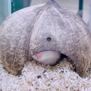 햄동대장