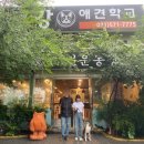 망고 애견 이미지