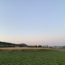 프로퍼밀도 이미지