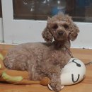 펫토피아(PETOPIA) 이미지