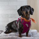 날으는 동물병원 이미지