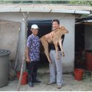 송아지집 이미지