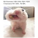 중앙동센터 아래(구한전 뒤) | 감자 58개(2025/02/16~2025/02/28)