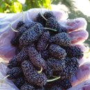 아란 농장 | 고창 황토밭에서 자란 토종오디로 즐기는 오디청과 오디즙 후기