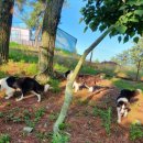 흑염소농장 이미지