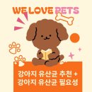 강아지 유산균 추천 ! 강아지유산균으로 장건강 지켜요