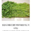 미나리 이미지