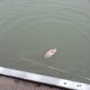 봇또랑낚시터 이미지