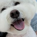 뽀송뽀송 애견미용 이미지