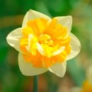 축제의 물결 이미지