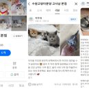 고양이를 사랑하는 남자 이미지