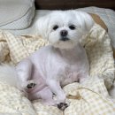 솜사탕 애견미용실 | [내돈내산] 애견 미용실 '우프(Woof)', 우리 강아지가 모델이 됐어요! ✨