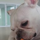 큰댕댕 개치원 이미지