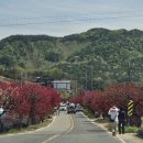서각 | 대전 근교 봄나들이 추천! 금산 홍도화 축제 다녀온 리얼 후기