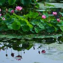 연꽃향기 이미지